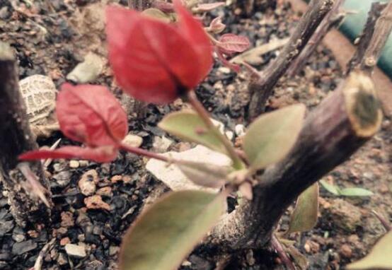 三角梅的修剪方法图,修剪三角梅的四种方法