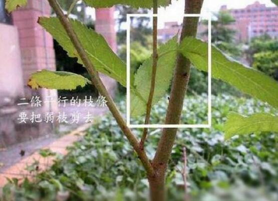 三角梅的修剪方法图,修剪三角梅的四种方法