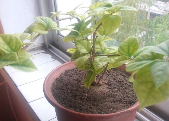 三角梅的修剪方法图,修剪三角梅的四种方法