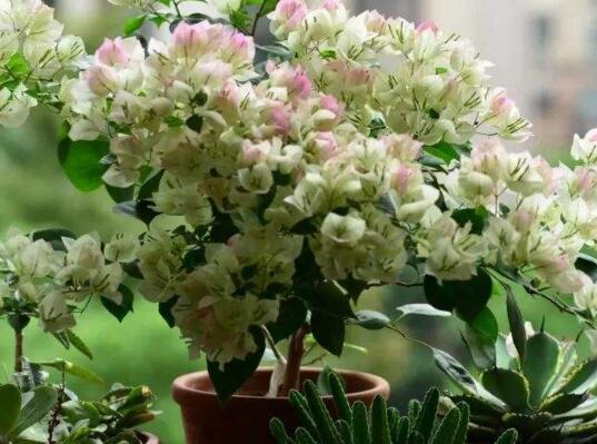 三角梅的修剪方法图,修剪三角梅的四种方法