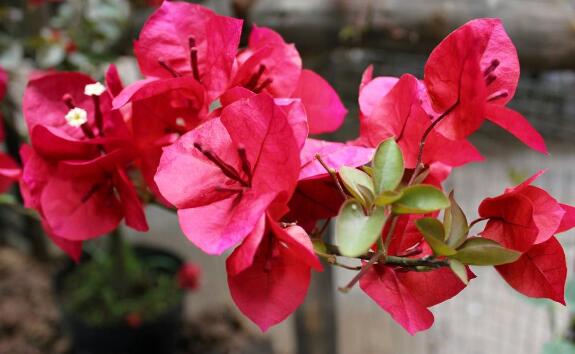 三角梅的修剪方法图,修剪三角梅的四种方法