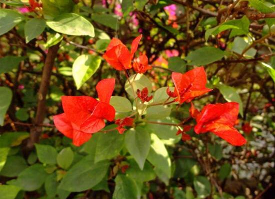 三角梅的修剪方法图,修剪三角梅的四种方法