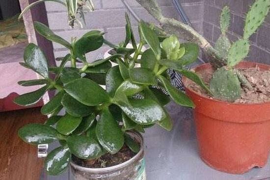 芍药花插枝能活吗,芍药的扦插方法(4个步骤)