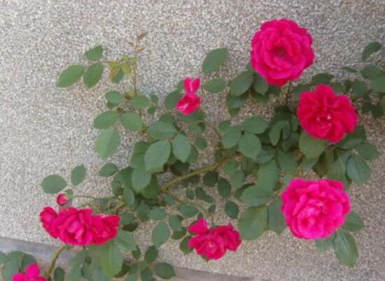 芍药花插枝能活吗,芍药的扦插方法(4个步骤)