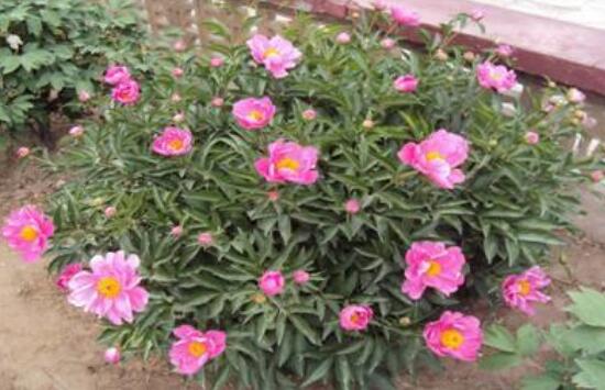 芍药花插枝能活吗,芍药的扦插方法(4个步骤)