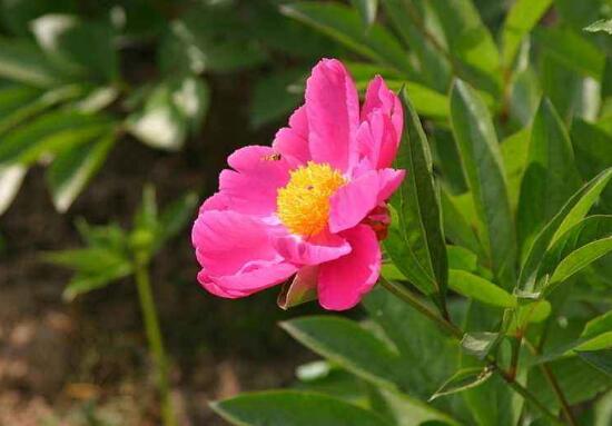 芍药花插枝能活吗,芍药的扦插方法(4个步骤)