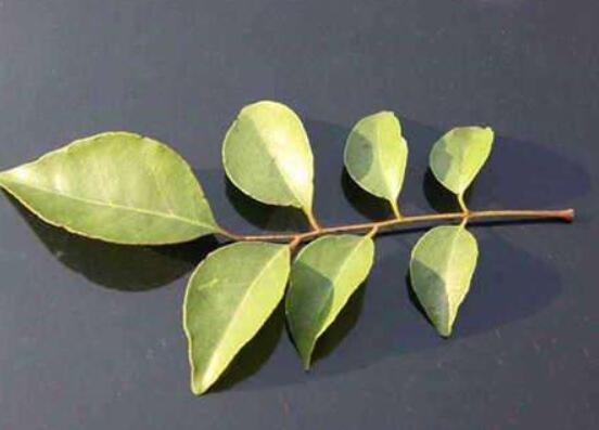 黄皮叶煮水能去黄疸吗,可以/还能去除痱子消毒杀菌