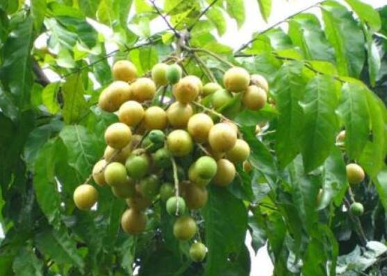 黄皮叶煮水能去黄疸吗,可以/还能去除痱子消毒杀菌