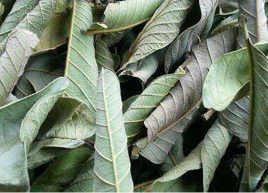 黄皮叶煮水能去黄疸吗,可以/还能去除痱子消毒杀菌