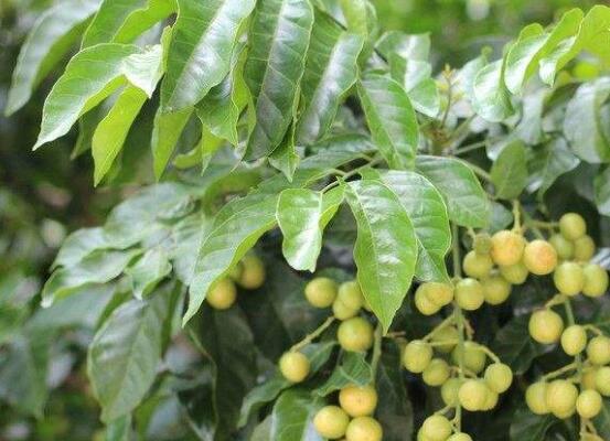 黄皮叶煮水能去黄疸吗,可以/还能去痱子和细菌有消毒作用