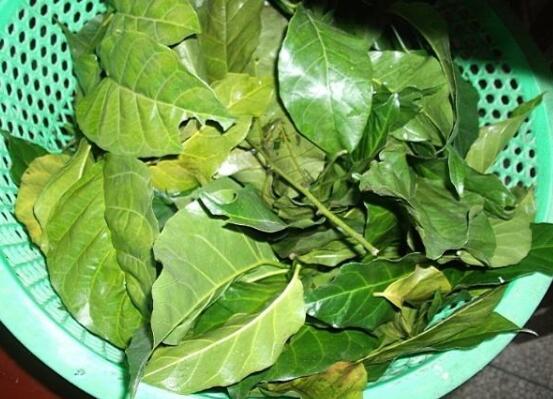 黄皮叶煮水能去黄疸吗,可以/还能去除痱子消毒杀菌