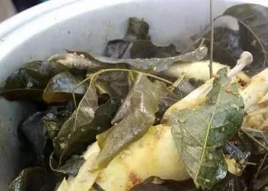 黄皮叶煮水能去黄疸吗,可以/还能去除痱子消毒杀菌