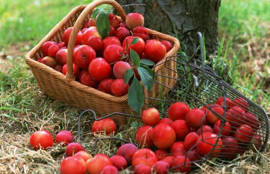 蜂蜜不能和什么一起吃,这8种食物不适宜一起吃