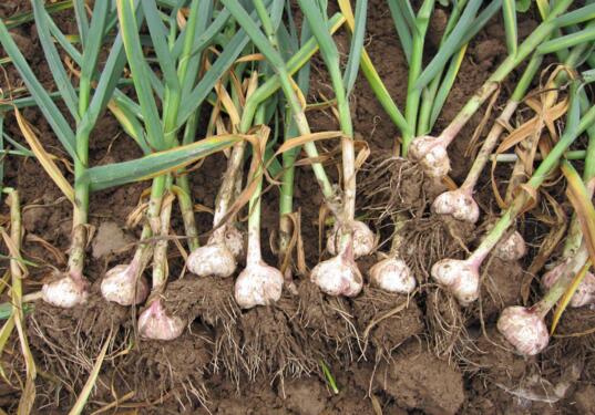 蜂蜜不能和什么一起吃,这8种食物不适宜一起吃