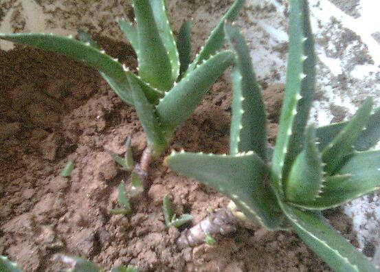 芦荟叶子能插活吗,可以/但是成活率极低