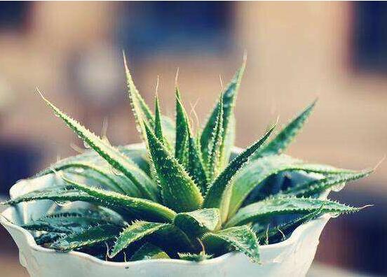 芦荟叶子能插活吗,可以/但是成活率极低