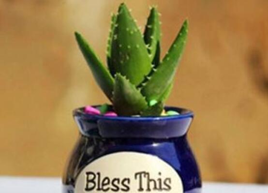 芦荟叶子能插活吗,可以/但是成活率极低