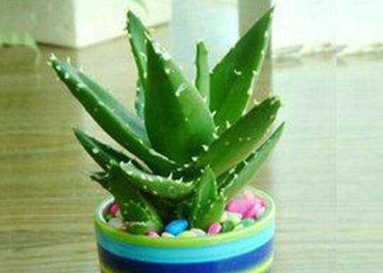 芦荟叶子能插活吗,可以/但是成活率极低