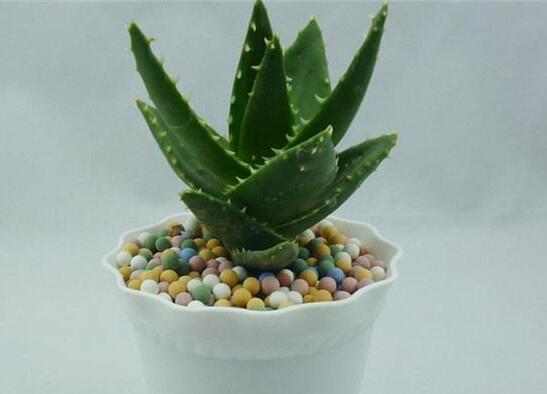 芦荟叶子能插活吗,可以/但是成活率极低