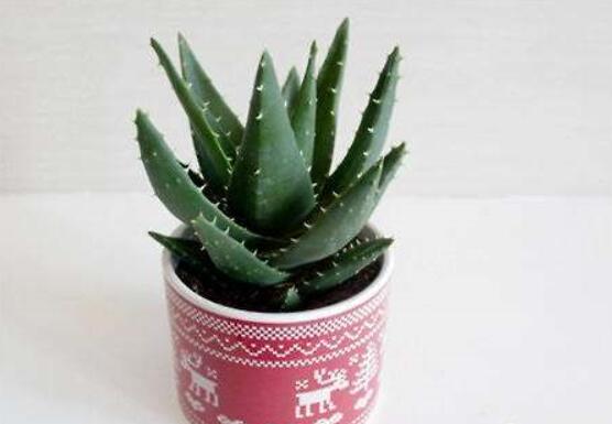 芦荟叶子能插活吗,可以/但是成活率极低