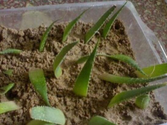 芦荟叶子能插活吗,可以/但是成活率极低