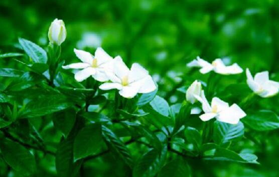 怎么让栀子花快开花,五种方法让你的栀子花枝繁叶茂