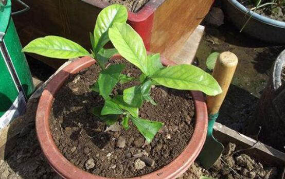 怎么让栀子花快开花,五种方法让你的栀子花枝繁叶茂