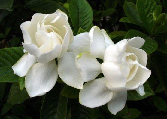 怎么让栀子花快开花,五种方法让你的栀子花枝繁叶茂