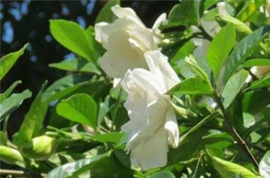 怎么让栀子花快开花,五种方法让你的栀子花枝繁叶茂