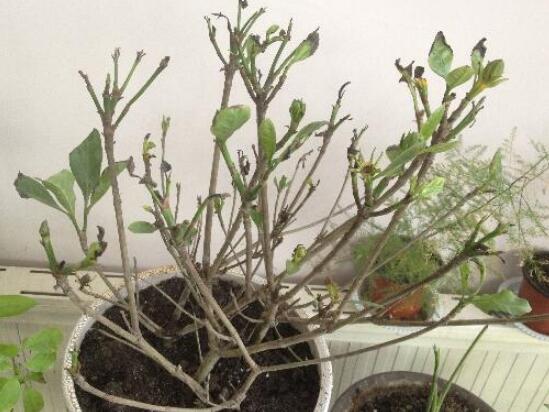 怎么让栀子花快开花,五种方法让你的栀子花枝繁叶茂