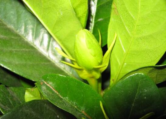 怎么让栀子花快开花,五种方法让你的栀子花枝繁叶茂