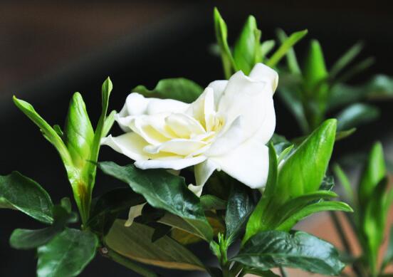 怎么让栀子花快开花,五种方法让你的栀子花枝繁叶茂