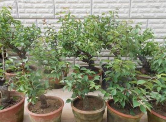 长寿梅怎么养才开花,把握三点诀窍