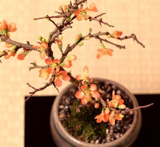 长寿梅怎么养才开花,把握三点诀窍