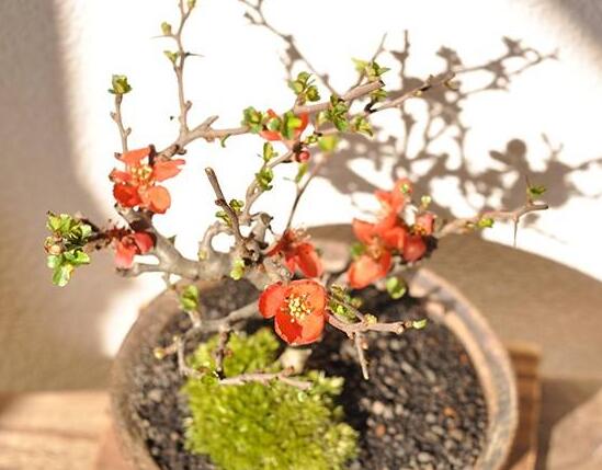 长寿梅怎么养才开花,把握三点诀窍