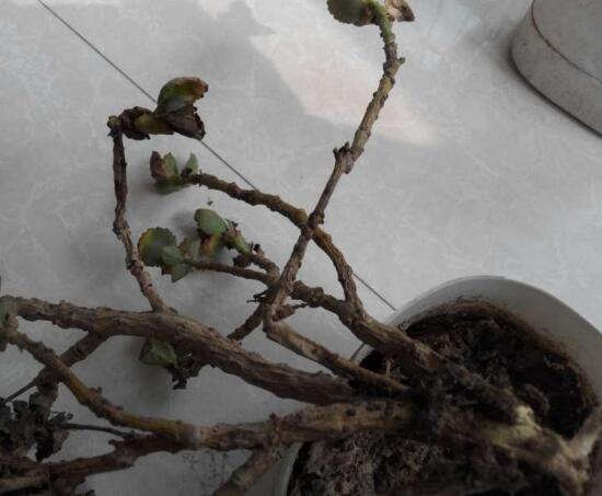 长寿梅怎么养才开花,把握三点诀窍