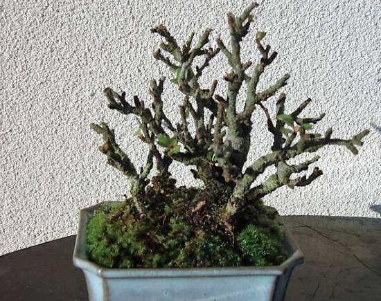 长寿梅怎么养才开花,把握三点诀窍