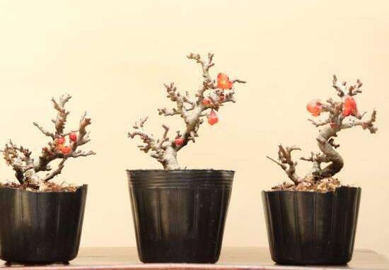 长寿梅怎么养才开花,把握三点诀窍