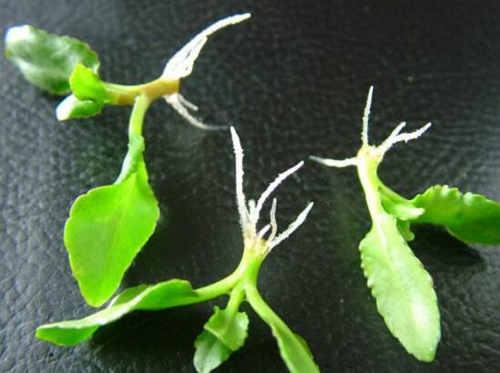 长寿梅怎么养才开花,把握三点诀窍