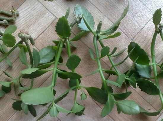 长寿梅怎么养才开花,把握三点诀窍