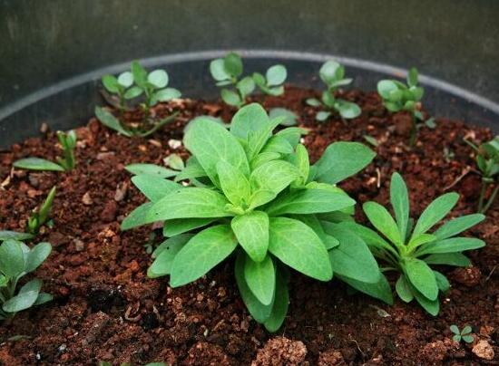 长寿梅怎么养才开花,把握三点诀窍