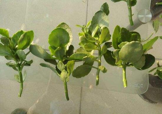 长寿梅怎么养才开花,把握三点诀窍