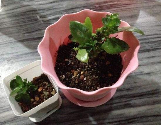 长寿梅怎么养才开花,把握三点诀窍