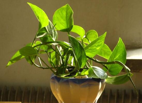 家里养绿萝的禁忌,养得过于茂盛会影响健康阻挡财运