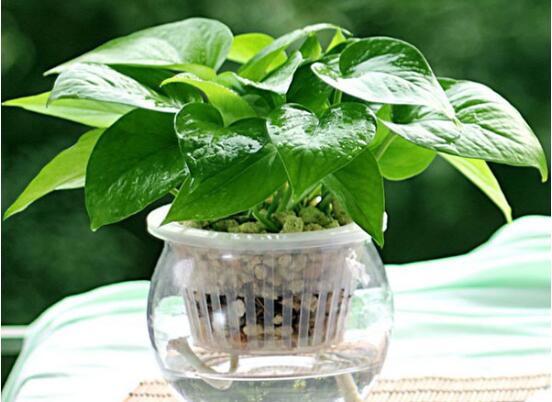 家里养绿萝的禁忌,养得过于茂盛会影响健康阻挡财运