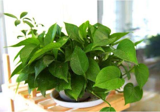 家里养绿萝的禁忌,养得过于茂盛会影响健康阻挡财运