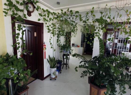 家里养绿萝的禁忌,养得过于茂盛会影响健康阻挡财运