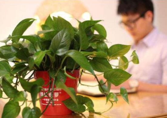 家里养绿萝的禁忌,养得过于茂盛会影响健康阻挡财运