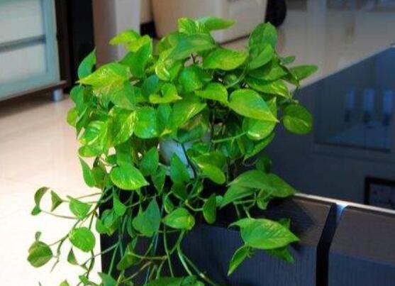 家里养绿萝的禁忌,养得过于茂盛会影响健康阻挡财运
