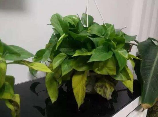 家里养绿萝的禁忌,养得过于茂盛会影响健康阻挡财运